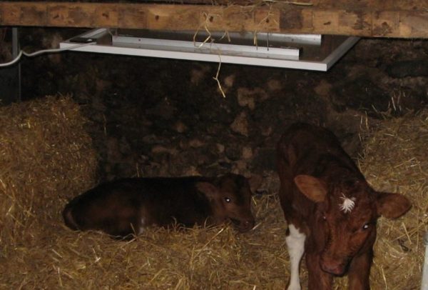 Infrared Animal Heating on Calves